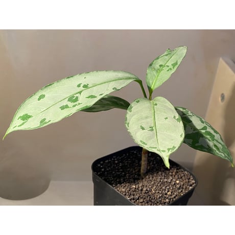 Aglaonema nebulosum from Matang [TK211017]