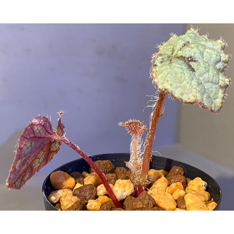 Begonia sp. from Lang Son [YH030519] TK