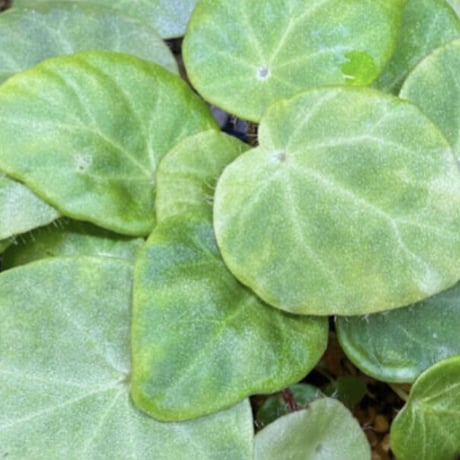 Begonia kingiana from Jerantut [TK170717]