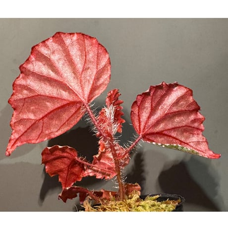Begonia sp. "Muara Wahau" Kutai timur Kalimantan timur [TB]