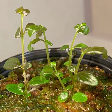 Pilea imparifolia from Iquitos Peru [tanakay]