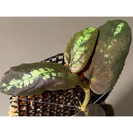 Pellionia sp. from Binh Dinh Vietnum