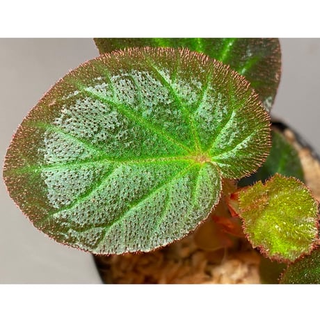 Begonia sp. from Manaus