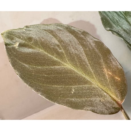 Homalomena sp. from Sarawak Borneo [KSB]