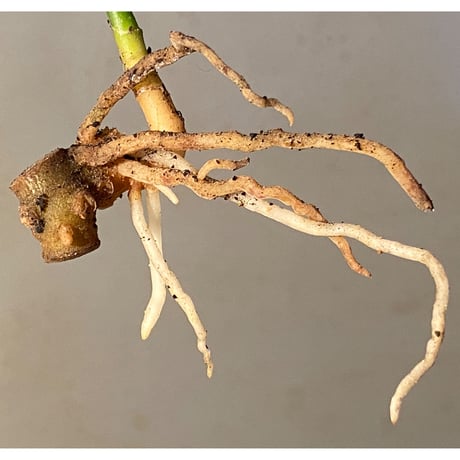 Aglaonema pictum A "しるば〜らいん" from Aceh sumatera [LA1218-01b]