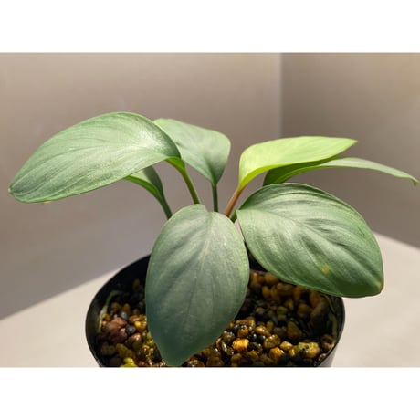 Homalomena sp. Aceh Silver from Aceh sumatera [LA0613-00]
