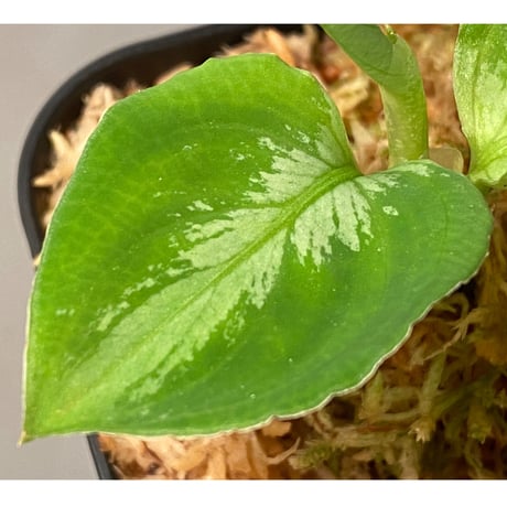 Aglaonema pictum "マルチカラー白玉" D.F.S from Sumatera barat [AZ0912-1]