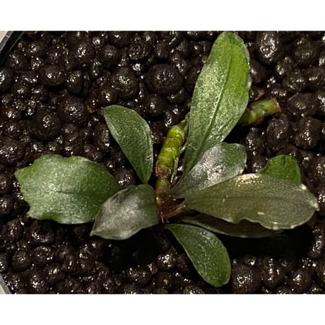 Bucephalandra  sp. "HB No9" from Kalimantan barat [AZ0420-13] ①