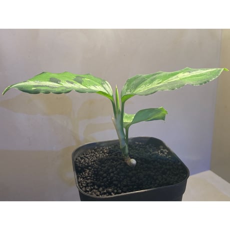 Aglaonema pictum "マルチカラー白玉" D.F.S from Sumatera Barat [AZ0912-1]