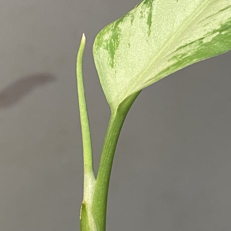 Aglaonema pictum A しるば〜らいん from Aceh sumatera [LA0217-04]