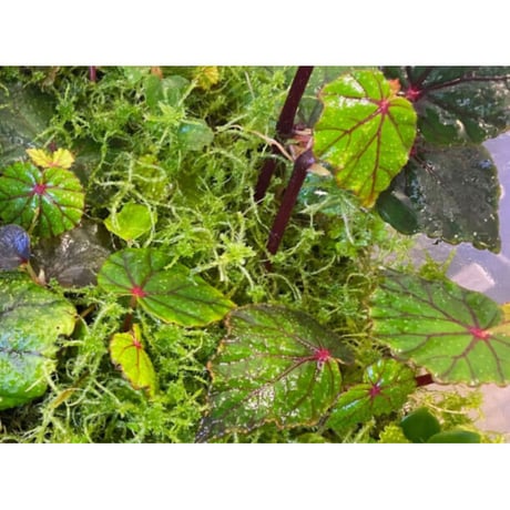 Begonia sp. from North Toraja [S0919-02] 伊藤蟻植物農園