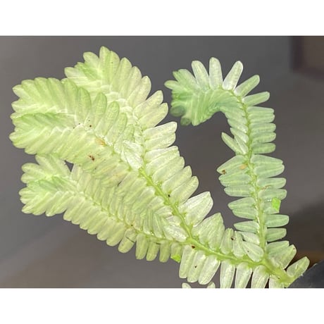 Selaginella sp. バリエガータ from "Nanga pinoh" [TB]