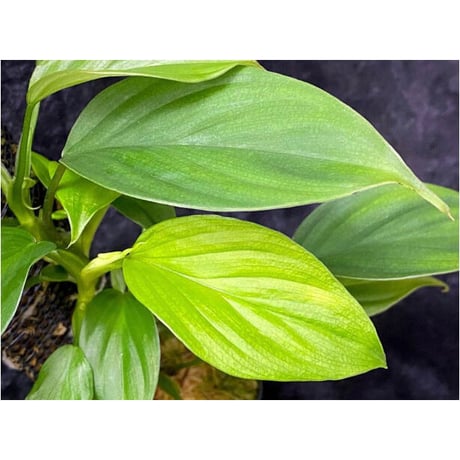 Philodendron sp. from Iquitos Peru [tanakay]