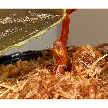 Begonia cf. baramensis