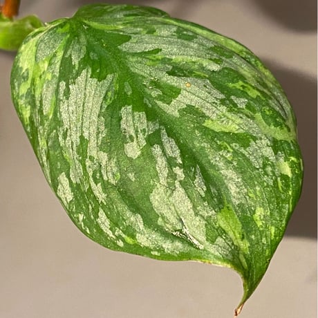 Philodendron sp. from Iquitos Peru [tanakay]