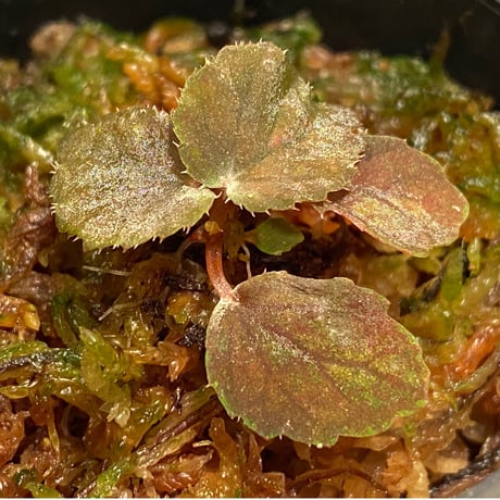 Begonia sp. from Pulau Halmahera [LA0314-02]
