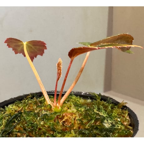 Begonia '煉獄-参' [LA hyb.-f1-01]