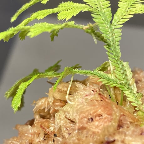 Selaginella biformis [STRINGE PLANTS]