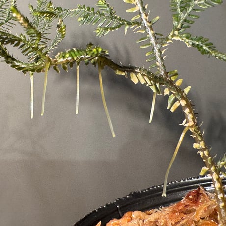 Selaginella sp. from Landak West Kalimantan