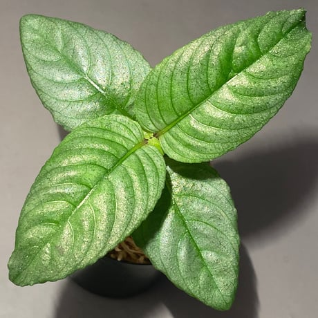 Ophiorrhiza sp. "Kayulapis" Kalimantan barat [TB]
