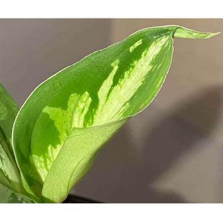 Aglaonema pictum “Purple Rain” BNN from Sibolga timur ［AZ0516-2e］