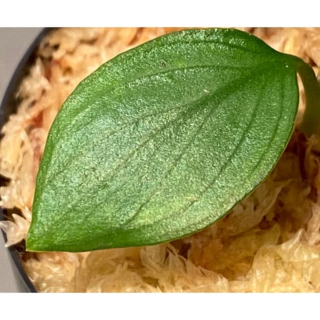 Homalomena sp. Aceh Silver from Aceh sumatera [LA0613-00]
