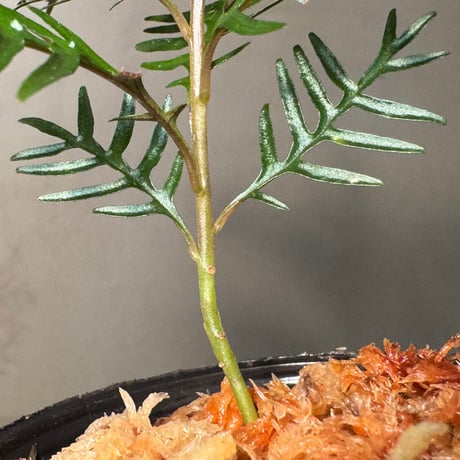 Labisia sp. from Central Papua
