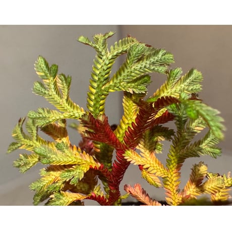 Selaginella erythropus from West Java