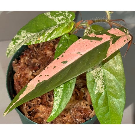 Ficus sp. "Variegated" [Joe&Mom]
