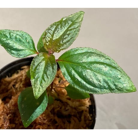 Sonerila sp. wf1 from Phang Nga Thailand [KZT]
