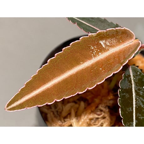 Labisia pumila from Solok sumatera [LA0117-01]