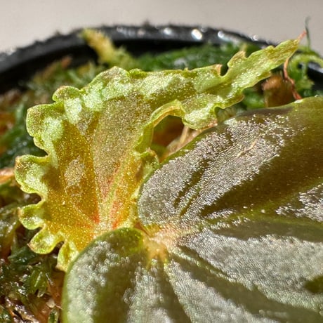 Begonia cf. baramensis