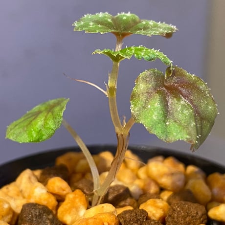 Begonia tenuifolia from Sukasada Bali [S0320-02] 伊藤蟻植物農園