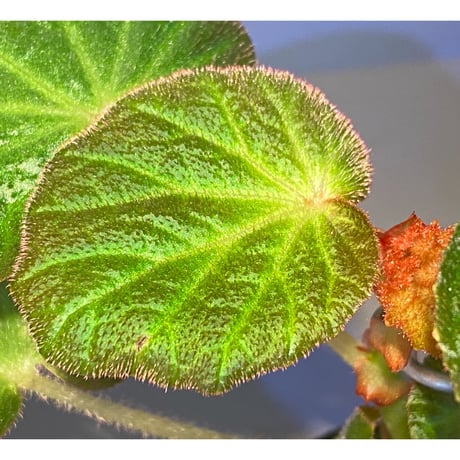 Begonia sp. from Manaus