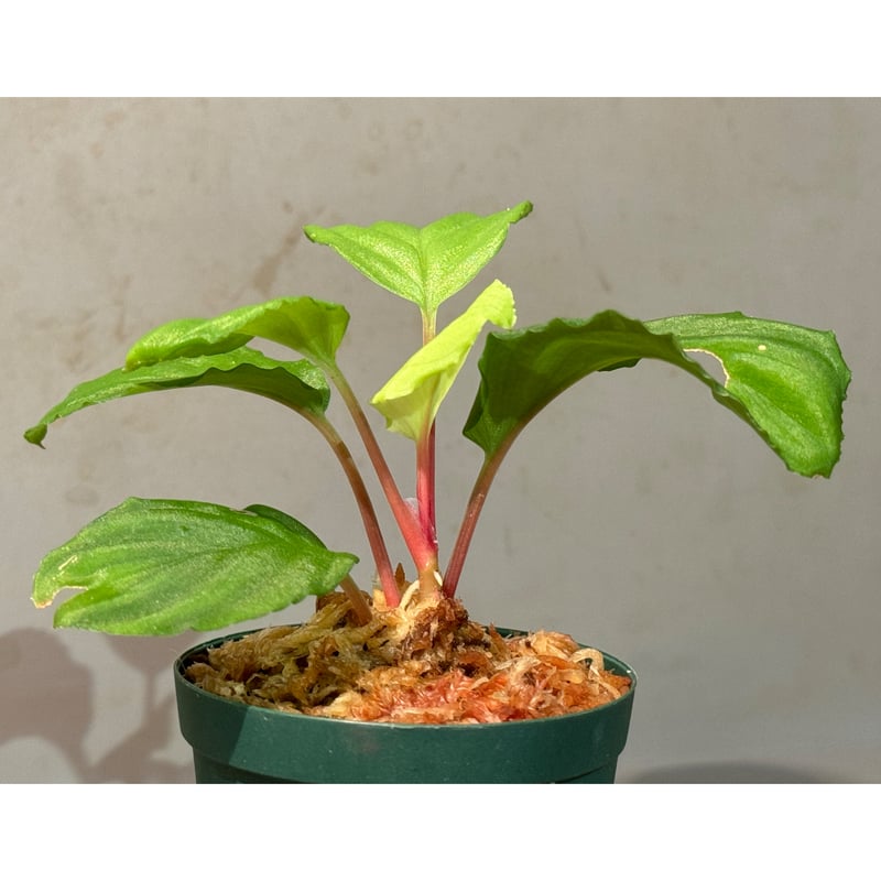 Homalomena sp. from Malalak [TK110117] | M・R・G・R