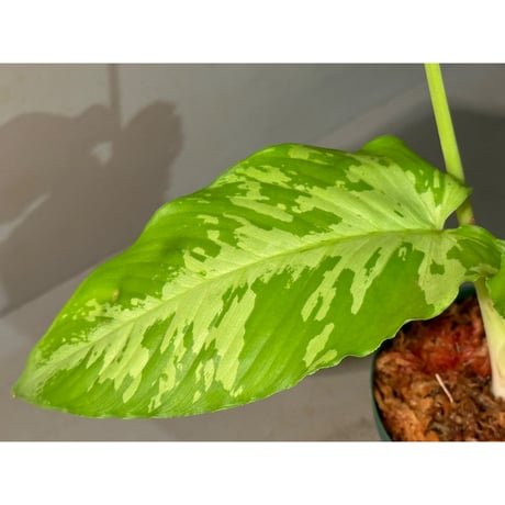 Borneoa scortechinii (旧 Schismatoglottis scortechinii) ②