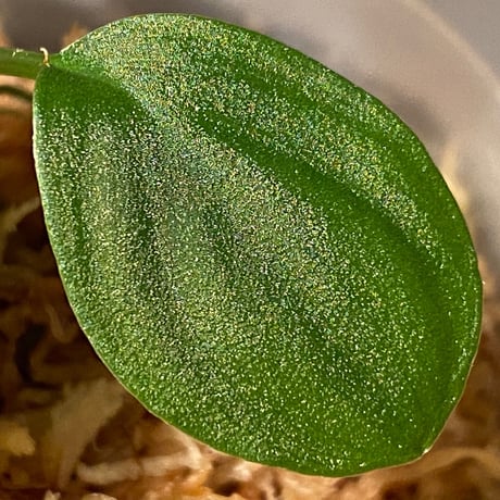 Homalomena sp. from Sumatera Utara [LA0118-02]