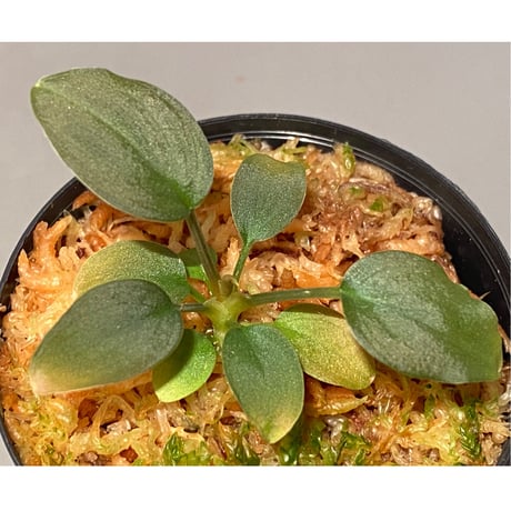 Homalomena sp. "Pink Velvet" from Kepulauan Riau [KN]