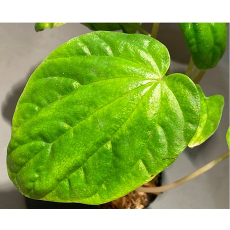 Peperomia sp. from Colombia [tanakay]