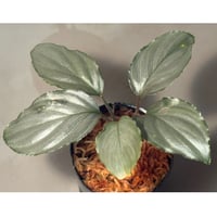 Homalomena sp. "Red" from Bogor