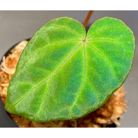Begonia pavonina