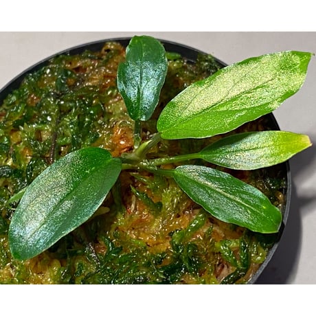 Homalomena sp. "Euclase" from Riau sumatera [LA0518-02]