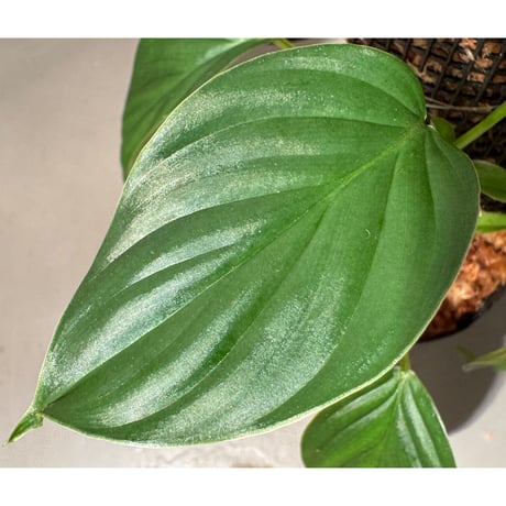 Philodendron sp. from Iquitos Peru [tanakay]