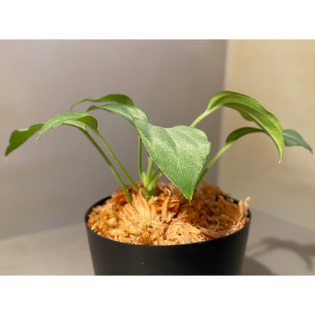 Homalomena sp. "Emerald Silver × ?" wf1 from Kepulauan Riau [KZT]