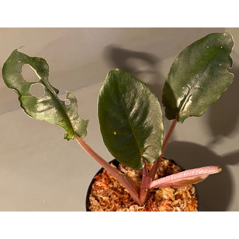 Borneoa gampsospadix スキスマグロッティスMIDOLLICA Borneoa