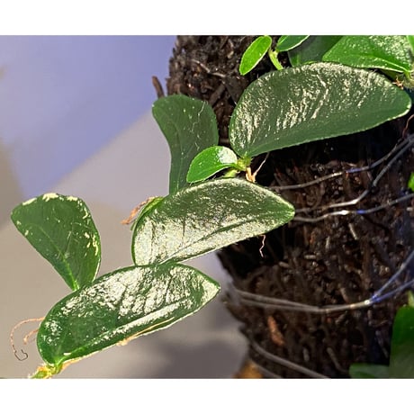 Ficus sp. from Mt. Besar