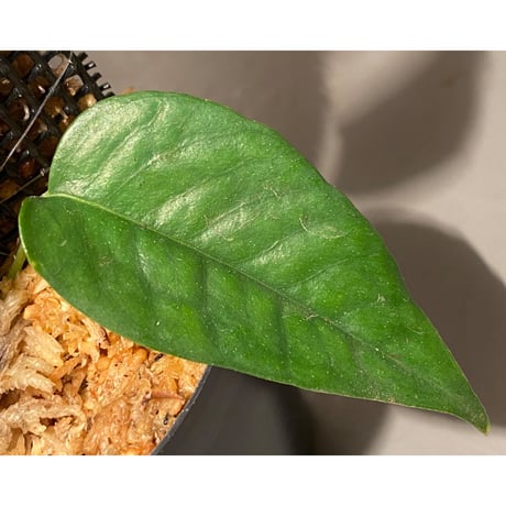 Philodendron sp. from Venezuela [tanakay]