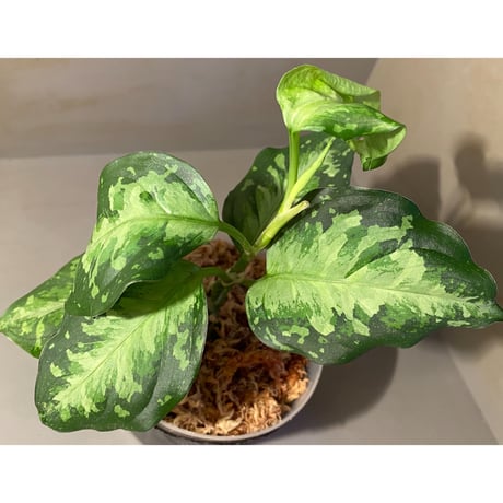 Aglaonema pictum " White-Devil" from Sumatera Barat [AZ0413-2]