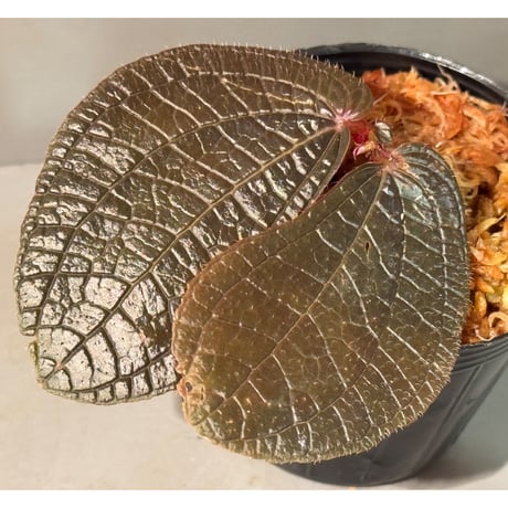 ソネリラ | STORES