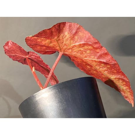 Begonia variabilis